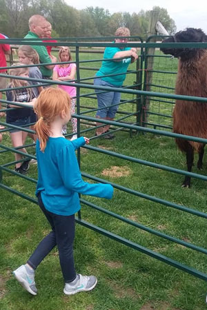 Visiting the llama farm.